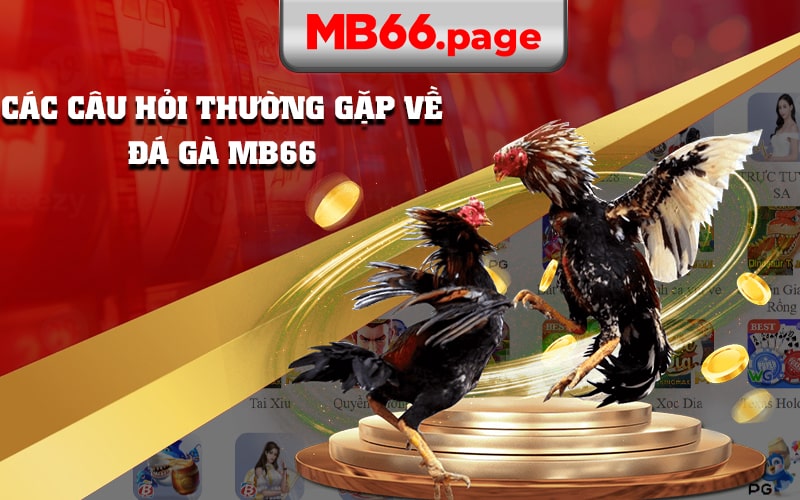 Các Câu Hỏi Thường Gặp Về Đá Gà Mb66